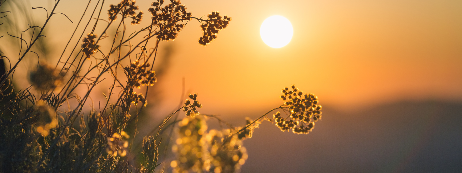 zonnevitamine vitamine D vitamine D3 vitamine D tekort winter herfst supplement voedingssupplement vitamine winterdip ziek verkouden griep