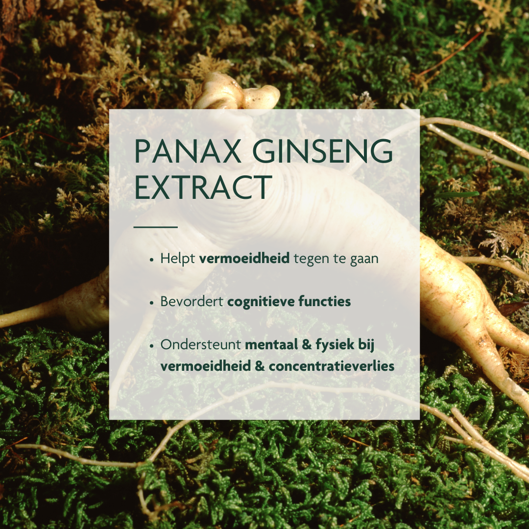 Panax Ginseng stress vermoeidheid geheugen